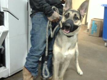 Mixed Breed Dogs Available for Adoption - WESLEY | PetCurious