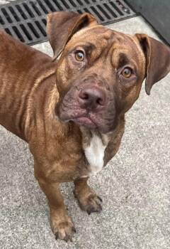 Elrod -  Pit Bull Terrier Dog for Adoption in Chicago, Illinois - Elrod | PetCurious