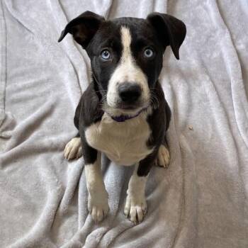 Husky Dogs Available for Adoption in South Elgin, Illinois - Daisy | PetCurious