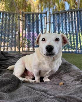 Dachshund Dogs Available for Adoption in Chula Vista, California - PONCHO | PetCurious