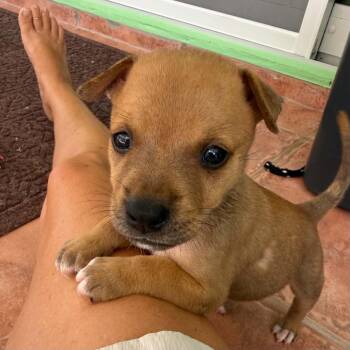 Lundi -  Mixed Breed Dog for Adoption in Frederiksted, St. Croix - Lundi | PetCurious