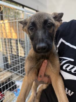 Rescue Belgian Shepherd Malinois and German Shepherd Dog Dogs for Adoption in Ventura, California - Cletus | PetCurious