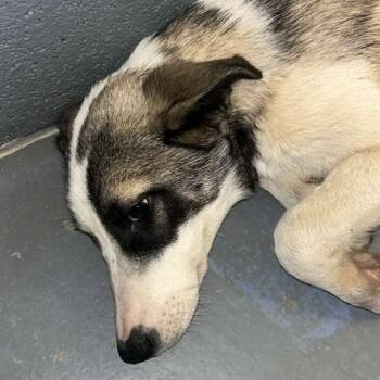 Mixed Breed Dogs Available for Adoption in Gadsden, Alabama - Mitzi | PetCurious