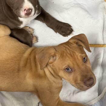 Mixed Breed Dogs Available for Adoption - Eli | PetCurious