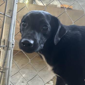 Lucas -  Feist and Mixed Breed Dog for Adoption in West Point, Mississippi - Lucas | PetCurious