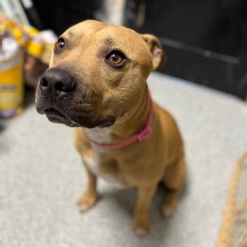 Milo -  Pit Bull Terrier Dog for Adoption in Monticello, Iowa - Milo | PetCurious