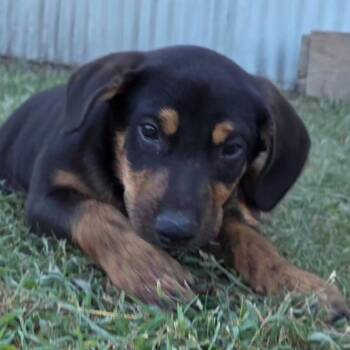 Molly Renee -  Labrador Retriever and Anatolian Shepherd Dog for Adoption in Ennis, Texas - Molly Renee | PetCurious