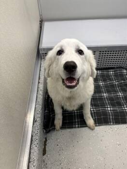 COSMO -  Great Pyrenees Dog for Adoption in Forney, Texas - COSMO | PetCurious