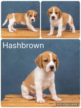 Hashbrown -  Beagle Dog for Adoption in Enterprise, Alabama - Hashbrown | PetCurious