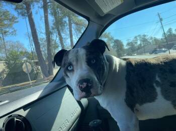 Pit Bull Terrier Dogs Available for Adoption - PeeWee | PetCurious