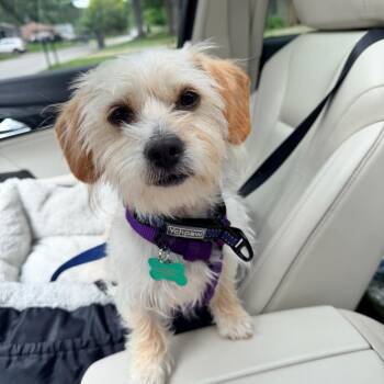 Liberty - Libby -  Wirehaired Terrier Dog for Adoption - Liberty - Libby | PetCurious