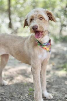 Rescue Poodle Dogs for Adoption in Sylvania, Georgia - Chanel (#2) | PetCurious