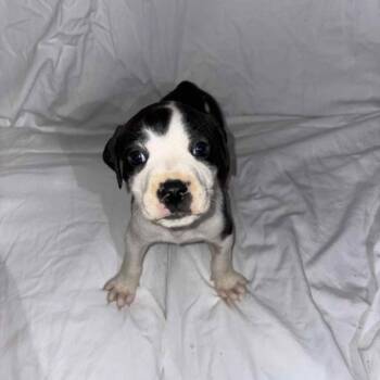 Rescue Pit Bull Terrier Dogs for Adoption in East St. Louis, Illinois - Hobart | PetCurious