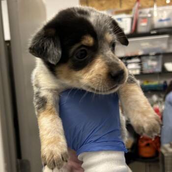 Chi -  Mixed Breed Dog for Adoption in Park City, Utah - Chi | PetCurious