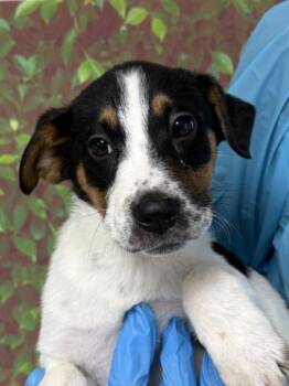 Labrador Retriever and Shepherd Dogs Available for Adoption - Odie | PetCurious