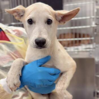 Obi -  Shepherd and Mixed Breed Dog for Adoption in Briarcliff Manor, New York - Obi | PetCurious