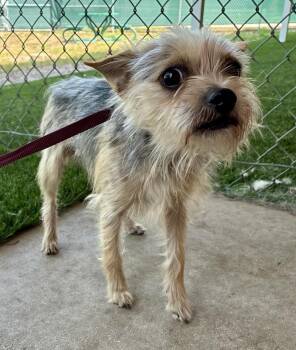 Yorkshire Terrier Dogs Available for Adoption - Toto | PetCurious