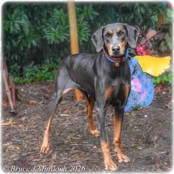 Mela -  Doberman Pinscher Dog for Adoption in Wake Forest, North Carolina - Mela | PetCurious