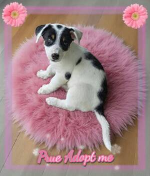 Prue -  Jack Russell Terrier and Rat Terrier Dog for Adoption in Grove, Oklahoma - Prue | PetCurious