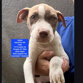 Bubba -  American Bully and Pit Bull Terrier Dog for Adoption in Oviedo, Florida - Bubba | PetCurious