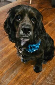 Ellie -  Cocker Spaniel Dog for Adoption in Austin, Texas - Ellie | PetCurious