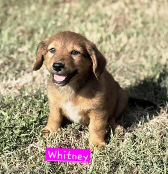 Whitney -  Australian Cattle Dog Blue Heeler and Dachshund Dog for Adoption in Norfolk, Massachusetts - Whitney | PetCurious