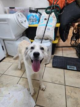 Sour Cream -  Great Pyrenees Dog Available for Adoption in El Centro, California - Sour Cream | PetCurious