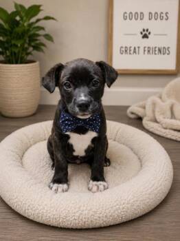 Boston Terrier and Labrador Retriever Dogs Available for Adoption in Malvern, Pennsylvania - Pinocchio | PetCurious
