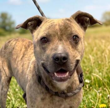 Pit Bull Terrier Dogs Available for Adoption in Cumming, Georgia - Fable | PetCurious