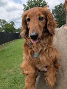 Sweeney -  Dachshund Dog for Adoption in Stoughton, Massachusetts - Sweeney | PetCurious