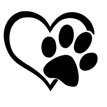 Sinatra -  English Bulldog Dog for Adoption in Waldorf, Maryland - Sinatra | PetCurious