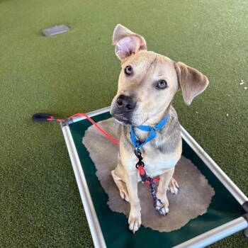 Labrador Retriever and Mixed Breed Dogs Available for Adoption in West Palm Beach, Florida - Max | PetCurious