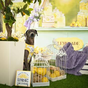 Chinese Crested Dog Dogs Available for Adoption in Ferndale, Washington - Lawrence  | PetCurious