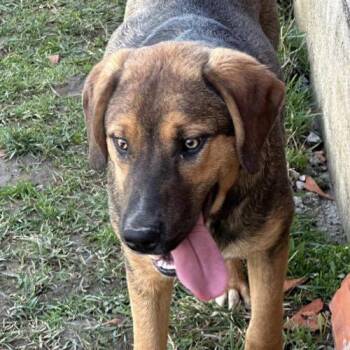 Mixed Breed Dogs Available for Adoption - Lucky | PetCurious