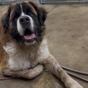 Boog -  Saint Bernard Dog for Adoption - Boog | PetCurious