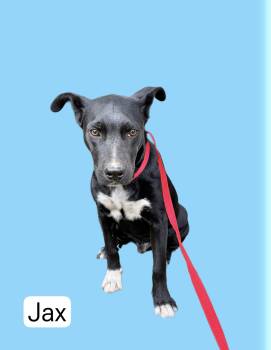 Rescue Rottweiler and Border Collie Dogs for Adoption in Manchester, Connecticut - Jax 1 | PetCurious