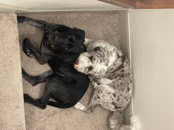 Rescue Aussiedoodle Dogs for Adoption in Terra Cotta, Ontario - Milo (and Stella Bella) | PetCurious