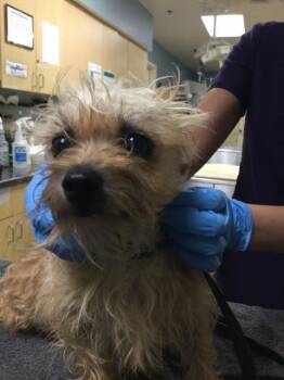MACARONI -  Terrier Dog for Adoption in Riverside, California - MACARONI | PetCurious