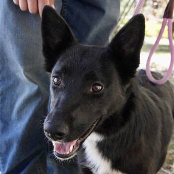 Beth -  Border Collie and Mixed Breed Dog for Adoption in Pagosa Springs, Colorado - Beth | PetCurious