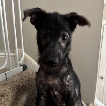 Zazu -  Mixed Breed Dog for Adoption in Buffalo, Minnesota - Zazu | PetCurious