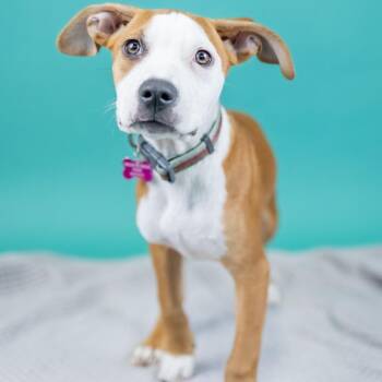 Mixed Breed Dogs Available for Adoption in Portland, Oregon - Dale | PetCurious