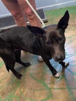 Rescue Labrador Retriever and Mixed Breed Dogs for Adoption in Brookhaven, Mississippi - Govielynn 23 | PetCurious