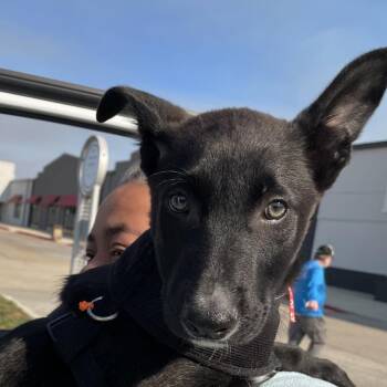 Belgian Shepherd Malinois and German Shepherd Dog Dogs Available for Adoption - Texas | PetCurious