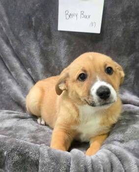Berrybux -  Mixed Breed Dog for Adoption in Othello, Washington - Berrybux | PetCurious