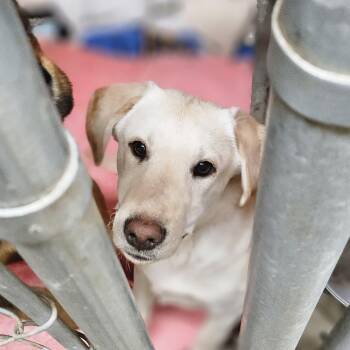Yellow Labrador Retriever and German Shepherd Dog Dogs Available for Adoption - Fiona- Yellow Lab/ Shep Puppy! | PetCurious