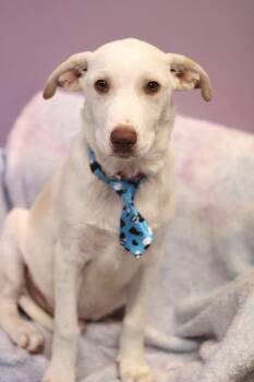 Tesla in NH. Come Meet our Adoptable Dogs Wednesday-Saturday. Mo -  Australian Shepherd Dog for Adoption in Manchester, New Hampshire - Tesla In NH. Come Meet Our Adoptable Dogs Wednesday-Saturday. Mo | PetCurious
