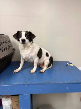 Busy - foster needed -  Beagle and Terrier Dog for Adoption in New York, New York - Busy - Foster Needed | PetCurious