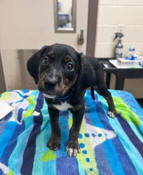Coonhound and Mixed Breed Dogs Available for Adoption in Westland, Michigan - Dr. Abbot | PetCurious