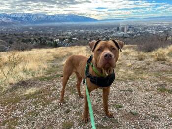 Pit Bull Terrier and Terrier Dogs Available for Adoption - Jackson | PetCurious