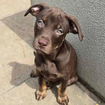 Labrador Retriever Dogs Available for Adoption in Grand Bay, Alabama - Mallorie | PetCurious